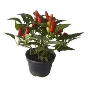 FLOR PIMENTA ORNAMENTAL P06