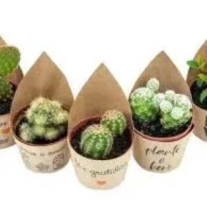 FLOR CACTUS MINI P06