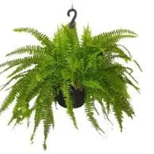 FLOR SAMAMBAIA AMERICANA C25