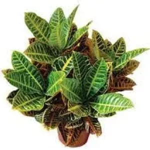 FLOR CROTON HIBRIDO PETRA P19