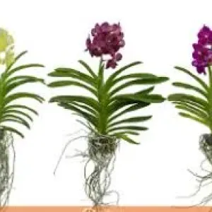 FLOR ORQUIDEA VANDA