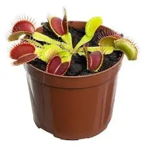 FLOR CARNIVORA DIONAEA P09