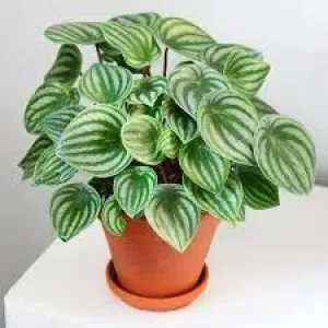 FLOR PEPEROMIA MELANCIA C21